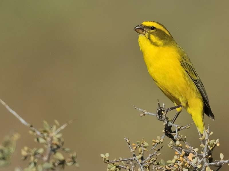 South African Yellow Canary – AZ Birds - Main Image