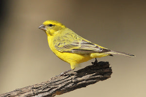 South African Yellow Canary