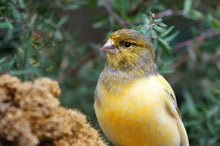 Load image into Gallery viewer, Spanish Timbrado Canary