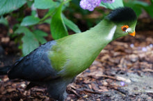 Load image into Gallery viewer, White Cheeked Turaco