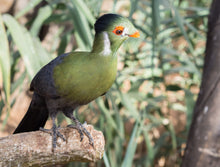 Load image into Gallery viewer, White Cheeked Turaco