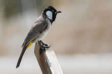 Load image into Gallery viewer, White-eared Bulbul