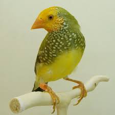 Star Finch ( Yellow Face )