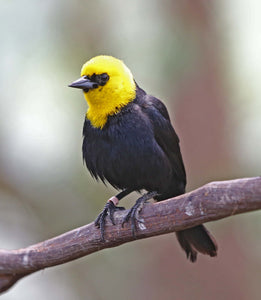 Yellow-hooded Blackbird