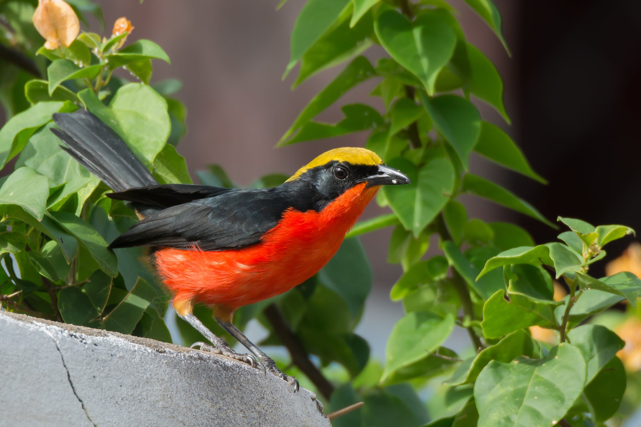 Yellow-crowned Gonolek – AZ Birds
