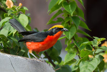 Load image into Gallery viewer, Yellow-crowned Gonolek