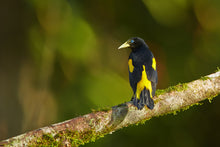 Load image into Gallery viewer, Yellow-rumped Cacique