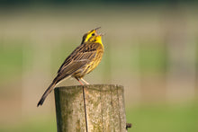 Load image into Gallery viewer, Yellowhammer